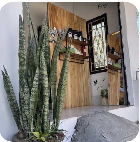 Café interior with plants